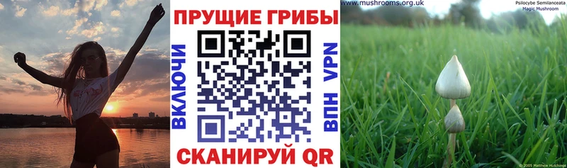 где купить   Облучье  Псилоцибиновые грибы GOLDEN TEACHER 